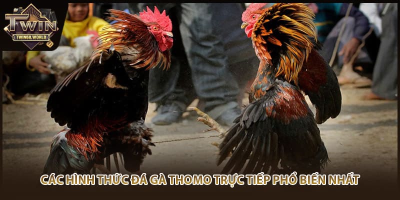 Các hình thức đá gà Thomo trực tiếp phổ biến nhất