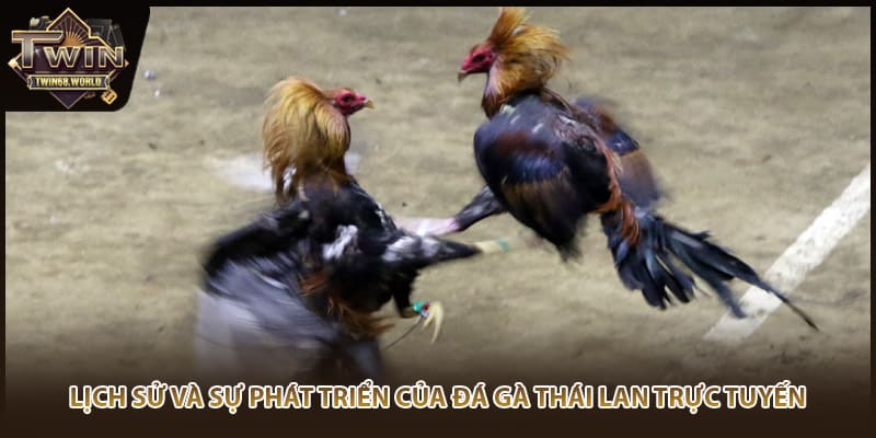 Lịch sử và sự phát triển của đá gà Thái Lan trực tuyến