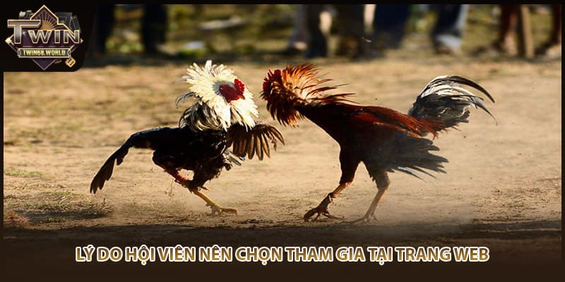 Lý do hội viên nên chọn tham gia tại trang web