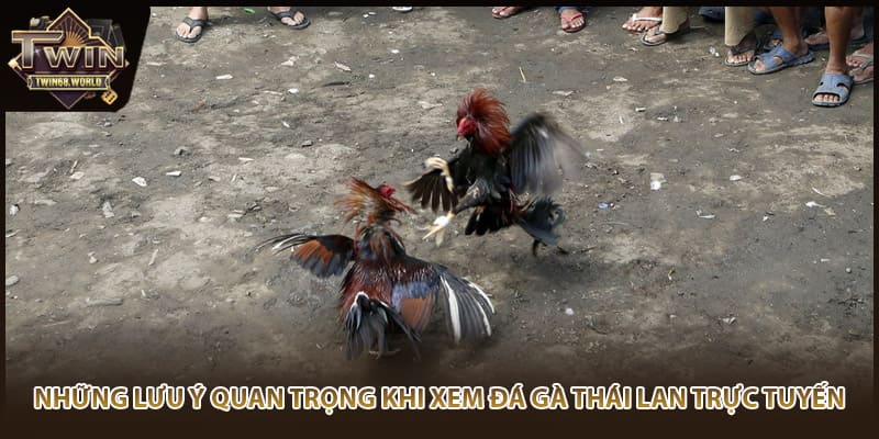 Những lưu ý quan trọng khi xem đá gà Thái Lan trực tuyến